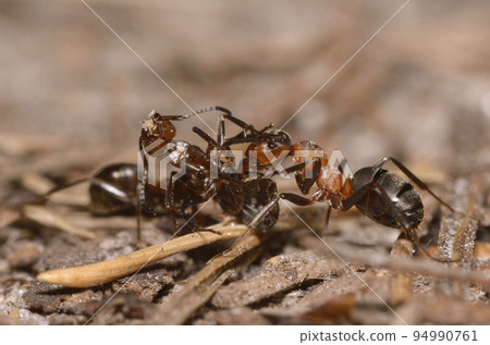 Red wood ant Formica Rufa pulling killed one in the forest 94990761