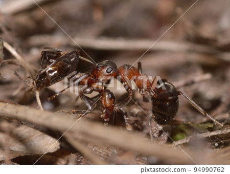 Red wood ant Formica Rufa pulling killed one in the forest 94990762