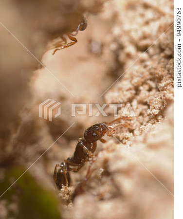 Small red ant Myrmica rubra carrying ball of sand for building the anthill 94990763