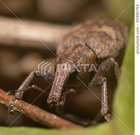 Brown weevil sitting on a plant stem in a field Brown weevil sitting on a plant stem in a field 94990764