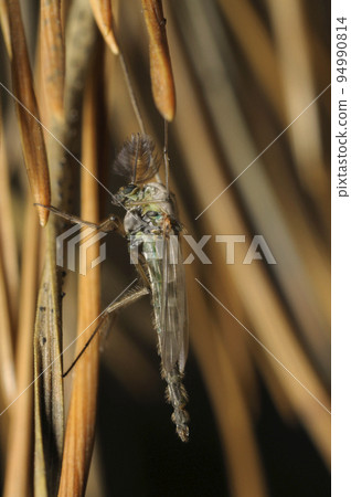 Lake fly sitting on pine needles in the forest Lake fly sitting on pine needles in the forest 94990814