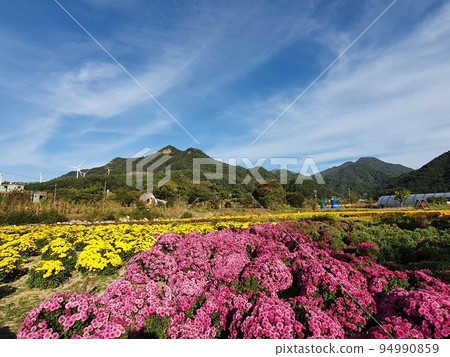 秋天的菊花 94990859