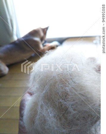 Moulting dog 94991088