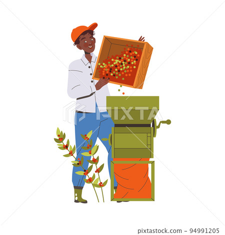 Man Character Harvesting Coffee Husking Fresh Fruit in Bag Vector Illustration 94991205