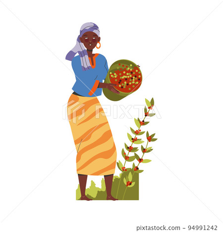 Woman Character Harvesting Coffee Picking Fresh Fruit in Bucket Vector Illustration 94991242