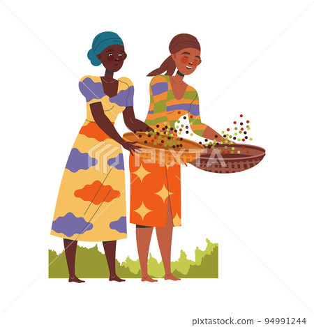 Woman Character Harvesting Coffee with Fresh Fruit in Basket Vector Illustration Woman Character Harvesting Coffee with Fresh Fruit in Basket Vector Illustration 94991244