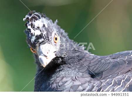 Sclaters hokko, bare-faced curassow, Crax fasciolata Sclaters hokko, bare-faced curassow, Crax fasciolata 94991351