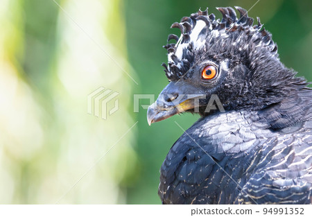 Sclaters hokko, bare-faced curassow, Crax fasciolata Sclaters hokko, bare-faced curassow, Crax fasciolata 94991352