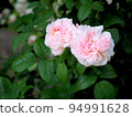 Rose "Masako TM eglantine" 94991628