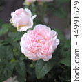 Rose "Masako TM eglantine" 94991629