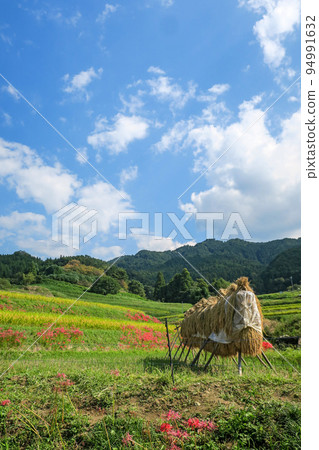 奈良飛鳥村（飛鳥）秋天的風景（孤挺花和稻草架） 94991632