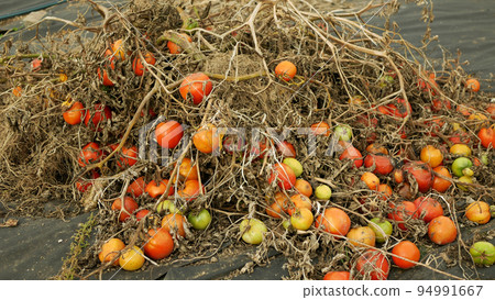 Rotten tomato waste pile mold fungi farm farming discarded food bio organic rot rust vegetables plant mouldy cultivation musty rusty greenhouse moss mildew gray mould, drought dry soil, harvest 94991667