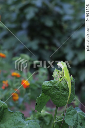 Green Anole Lizard - Anolis carolinensis on Lantana Flower, Shallow DOF Green Anole Lizard - Anolis carolinensis on Lantana Flower, Shallow DOF 94991898
