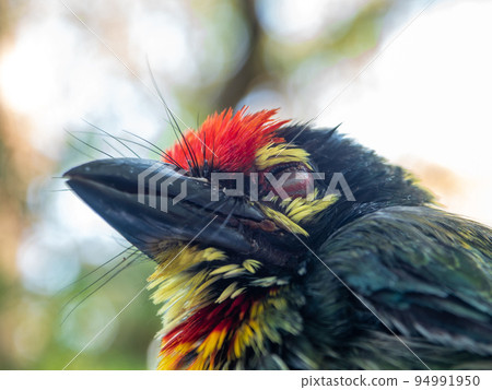 Close up the face of Juvenile Coppersmith barbet bird 94991950