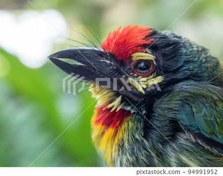 The face of Juvenile Coppersmith barbet bird 94991952