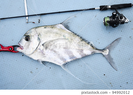 新鮮捕獲的藍鰭鰺 94992012