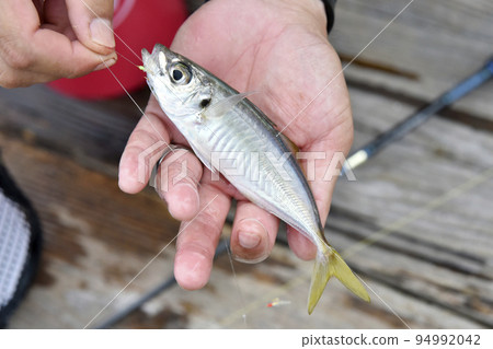 剛捕獲的竹莢魚 94992042