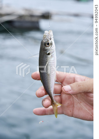 竹莢魚sabiki釣魚 94992043