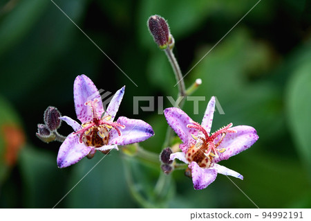 Hototogisu(Dusko Grass) Hototogisu(Dusko Grass) 94992191