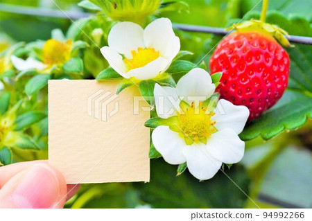 帶有白色草莓花和紅色成熟水果的可愛標題框模型 94992266