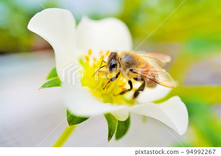 蜜蜂從草莓白花中採集花蜜的特寫 94992267