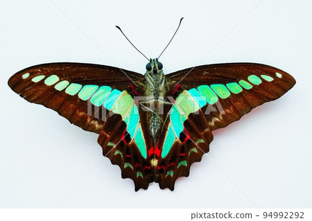 The cloth surface of a specimen of a black butterfly called the bluebottle butterfly with its wings spread on a white background 94992292