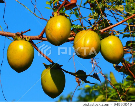 Persimmon with blue sky and fruit (Persimmon fruit exposed to autumn sunlight) 94993049
