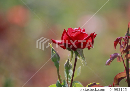Arao City Ominous Citizen Flower Bed Rose Flower, Arao City Ominous Citizen Flower Bed Rose Flower, 94993125
