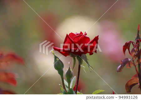 Arao City Ominous Citizen Flower Bed Rose Flower, Arao City Ominous Citizen Flower Bed Rose Flower, 94993126