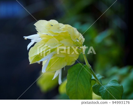 Cream-colored kobiesou (yellow queen) blooming in the shade Cream-colored kobiesou (yellow queen) blooming in the shade 94993176