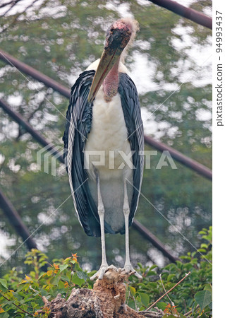 African Bald Stork 94993437