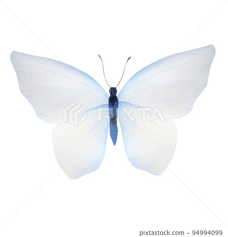Watercolor illustration of tender blue butterfly 94994099