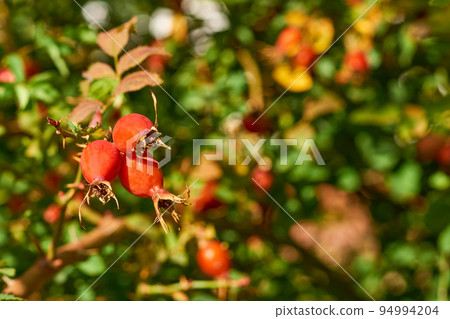 Red healthy rose hips for tea and tincture, filled with vitamins microelements Red healthy rose hips for tea and tincture, filled with vitamins microelements 94994204