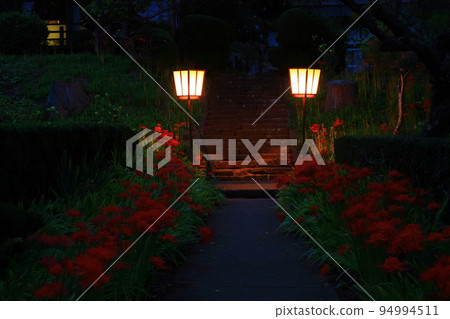 Kitakami City, Iwate Prefecture, amaryllis in full bloom 94994511