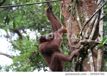 紅毛猩猩用繩子爬樹 紅毛猩猩用繩子爬樹 94994760