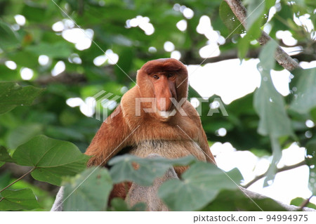 A proboscis monkey that looks like a father A proboscis monkey that looks like a father 94994975