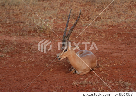 Grant's gazelle sitting and resting 94995098