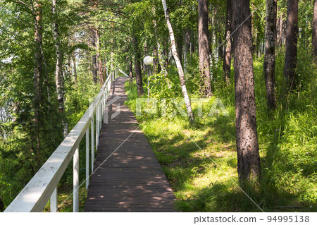 A wooden path with a fence for walking through the forest A wooden path with a fence for walking through the forest 94995138