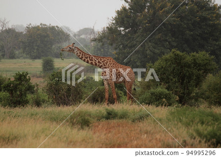 Masai giraffe with grass hanging from its mouth 94995296
