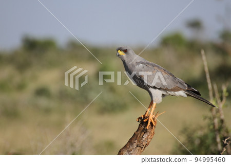 東方吟蒼鷹尋找獵物 94995460