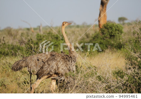 雌性馬賽鴕鳥 雌性馬賽鴕鳥 94995461