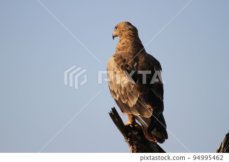 背脊端莊的黃鷹 背脊端莊的黃鷹 94995462