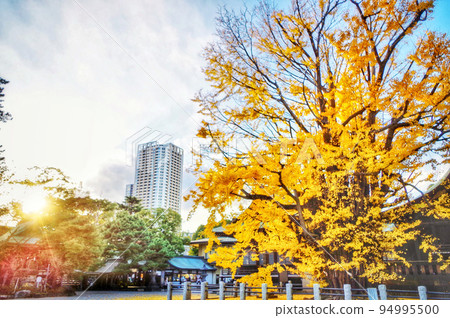 A Thousand Ginkgo Trees at Katsushika Hachimangu Shrine 94995500