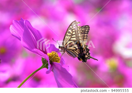 Japanese swallowtail sucking nectar from cosmos Japanese swallowtail sucking nectar from cosmos 94995555