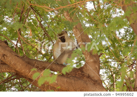 坐在金合歡樹上的大草原猴子 94995602