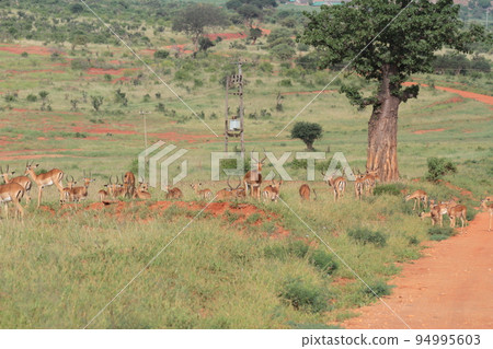 male impala herd 94995603
