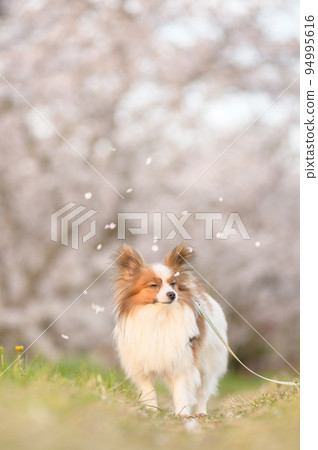 Papillon in twilight under the falling cherry blossoms in full bloom, illuminated by the setting sun 94995616