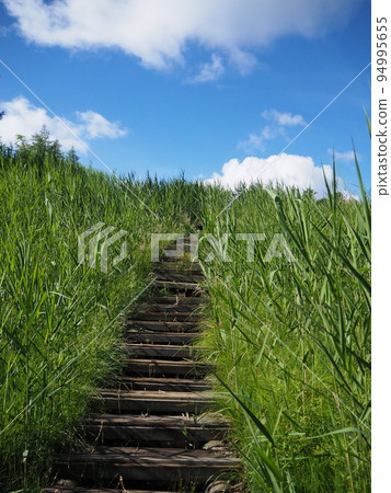 Yoshigadaira Wetland in summer, the scenery seen from the walking path 94995655