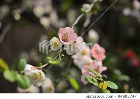 一種顏色柔和的花，也適合作為茶花。 94995747