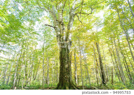 山毛櫸林，秋天的徵兆，青森縣的“森林之神” 94995783